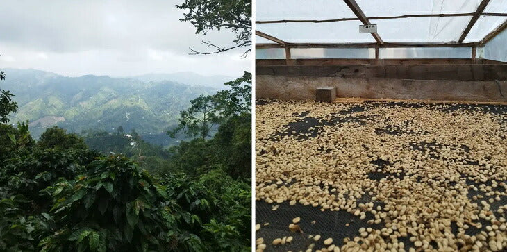● 【送料無料】浅煎り コロンビア フォレスト ドゥクアラ ゲイシャ Colombia FOREST Ducuara Geisha 生産地レポート 途中画像
