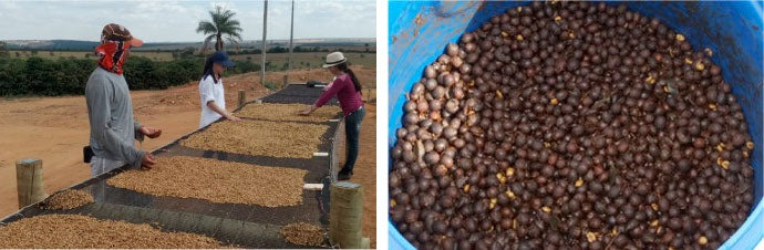 ● 【送料無料】 デカフェ ブラジル フルッタ メルカドン( DECAF BRAZIL FRUTA MERCADAO ) ( コーヒー ) ※同梱不可 生産地レポート 途中画像