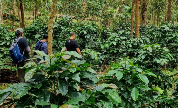 ● 【送料無料】 タイ ソフト コーヒー COE 2025 #14th Thailand SOFT coffee Catuai Natural ( コーヒー ) ※同梱不可 生産地レポート